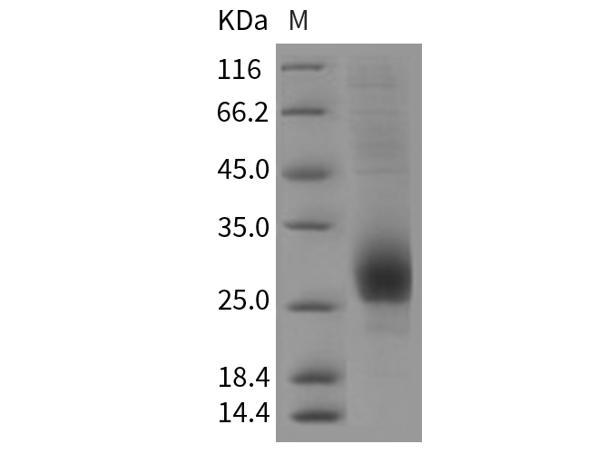 Валидация Elabscience PKSR030227(5585)
