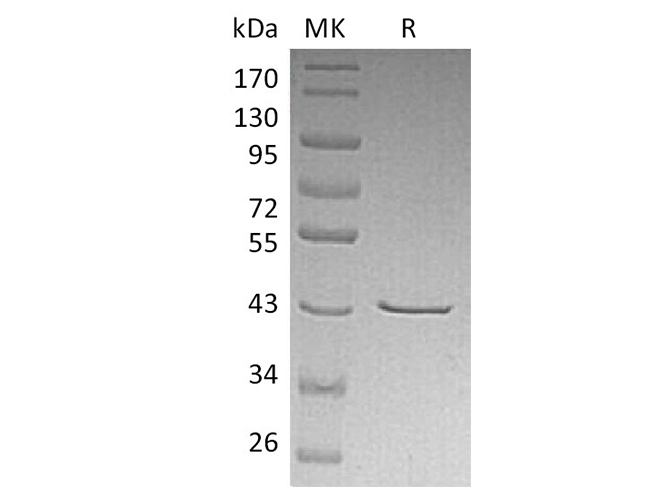 Валидация Elabscience PKSH033718(3996)