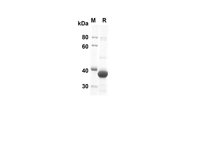 Валидация Elabscience PDEH100493(12)