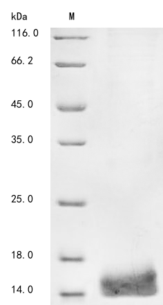 SDS-PAGE