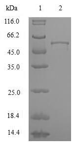 SDS-PAGE