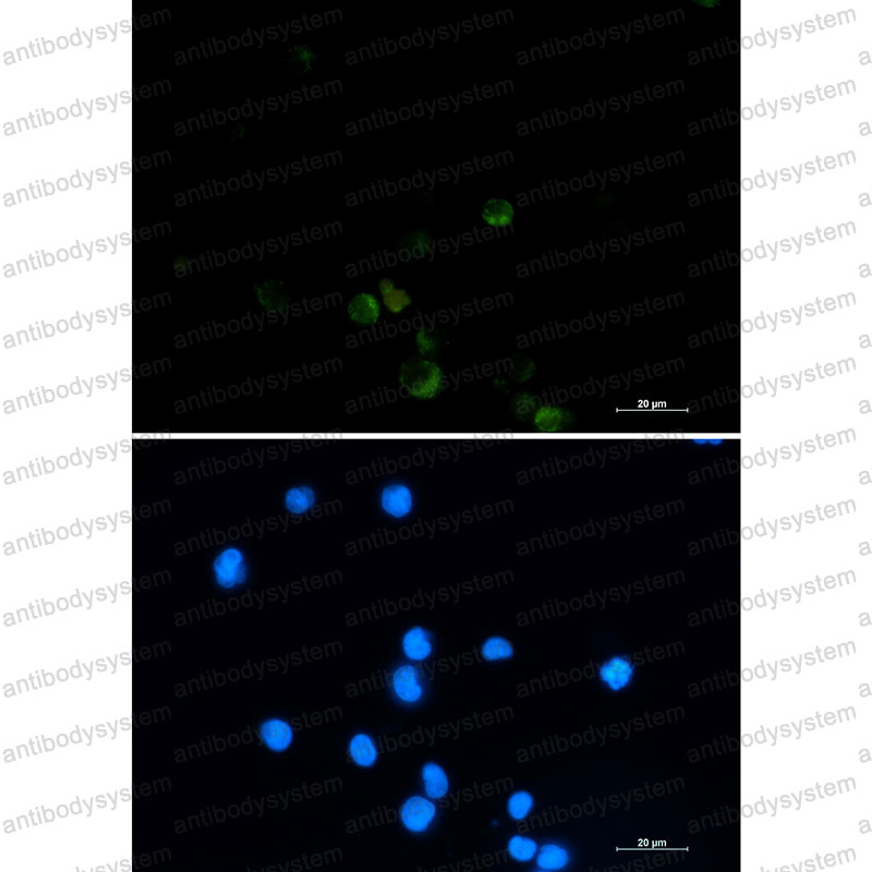 Валидация IF - AntibodySystem RHG30901