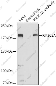 Иммунопреципитация и вестерн-блоттинг, PIK3C2A, клетки HeLa