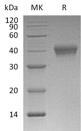 Валидация Elabscience PKSM041365(5259)