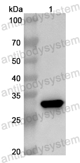 Валидация AntibodySystem PHB10601