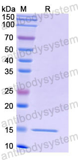 Валидация SDS-PAGE - AntibodySystem RHF65201