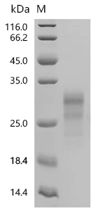 SDS-PAGE
