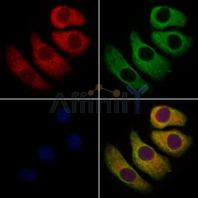 Валидация Affinity DF2204 - 12726