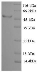 SDS-PAGE