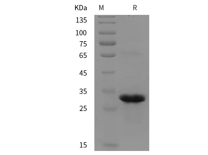 Валидация Elabscience PDEH100961(376)