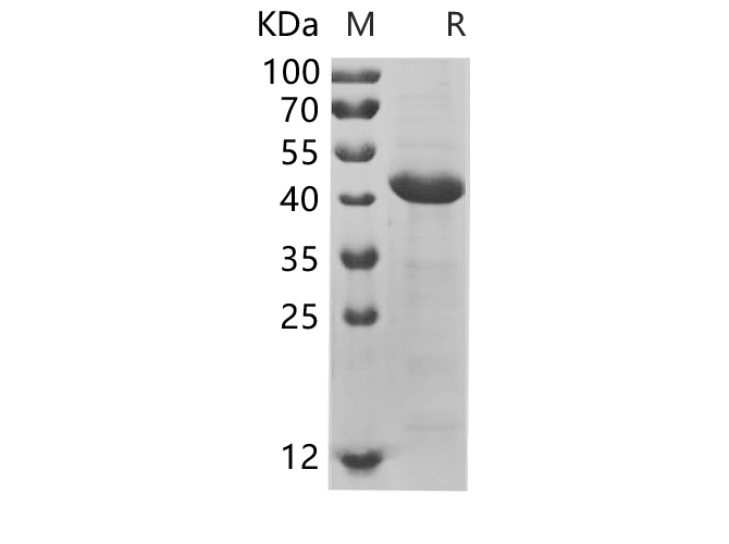 Валидация Elabscience PDEH100682(161)