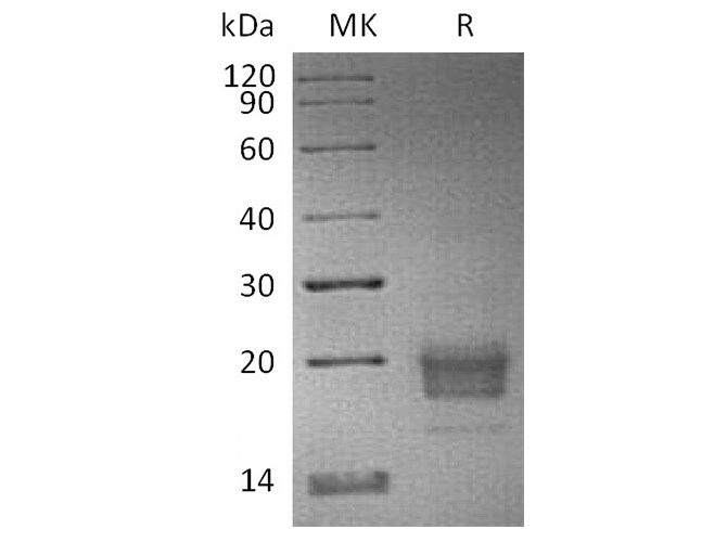 Валидация Elabscience PKSH033793(4064)