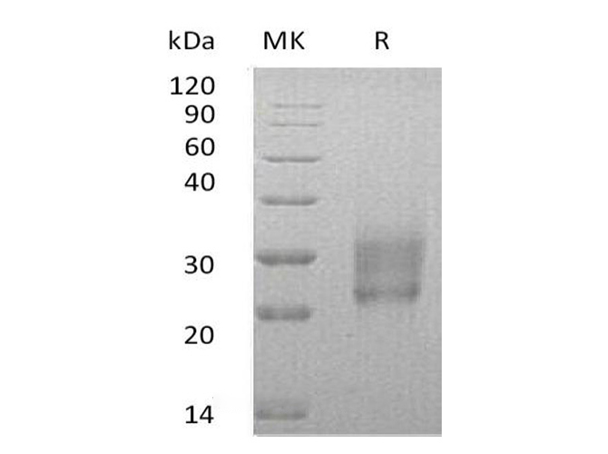 Валидация Elabscience PKSH033658(3942)