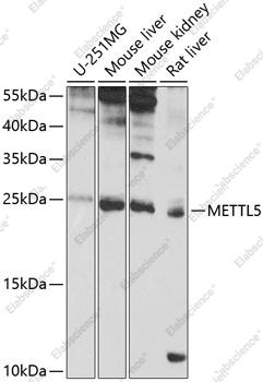 Вестерн-блоттинг, METTL5, различные клеточные линии
