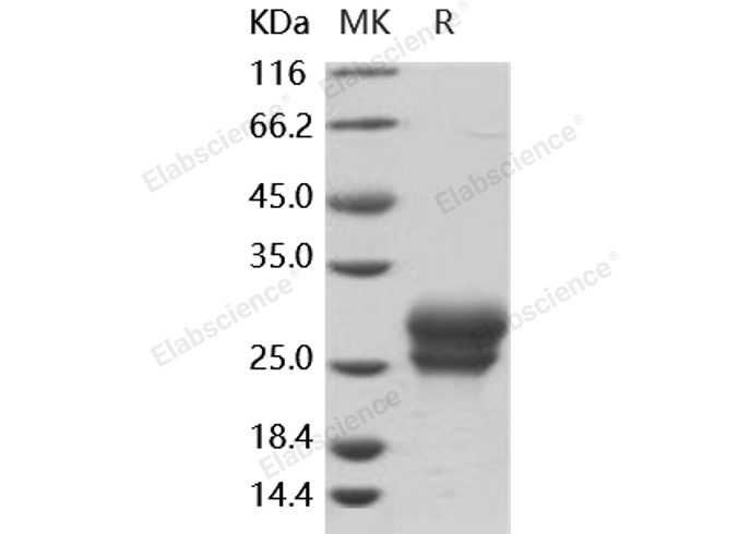Валидация Elabscience PKSH030492(1409)