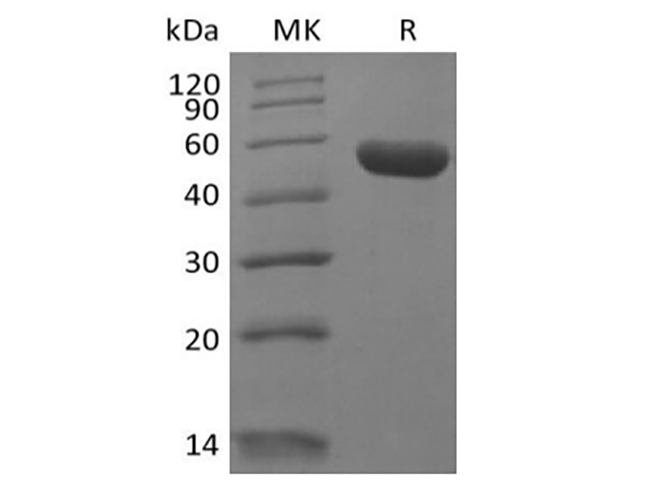 Валидация Elabscience PKSH033932(4162)