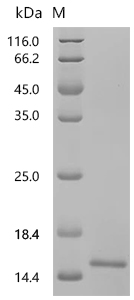 SDS-PAGE