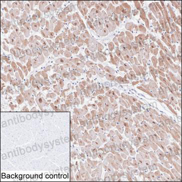 Валидация AntibodySystem RHG58503