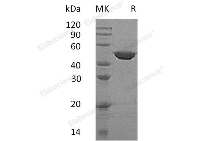 Валидация Elabscience PKSH032777(3198)