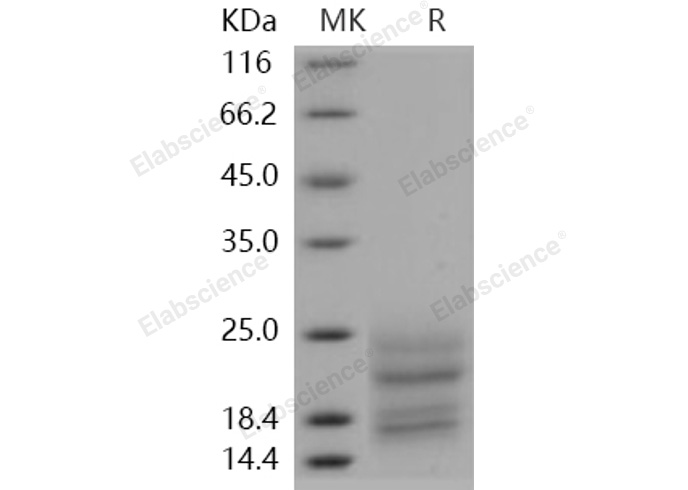 Валидация Elabscience PKSH030965(1783)