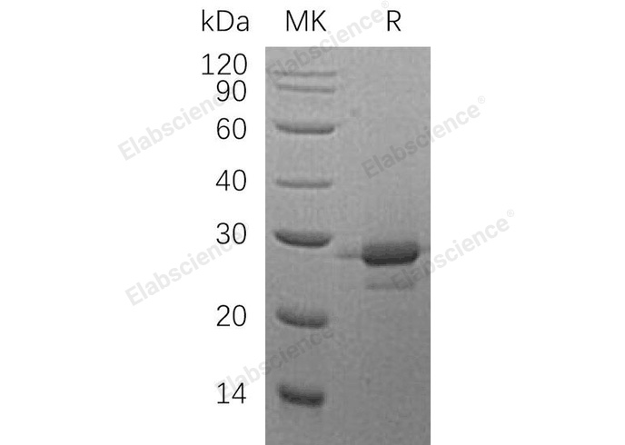 Валидация Elabscience PKSH032759(3184)