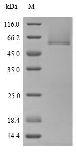 SDS-PAGE