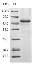 SDS-PAGE