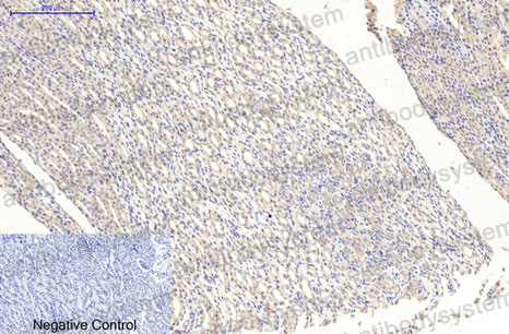 Валидация AntibodySystem RHC85501 (1124)