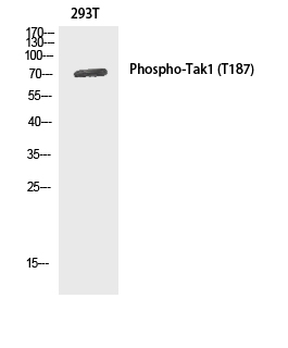 Валидация Elabscience E-AB-21065
