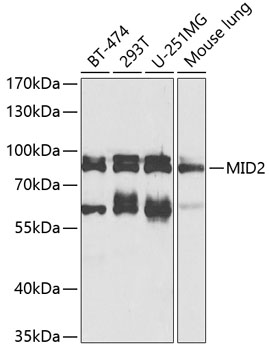 Валидация Elabscience E-AB-92858