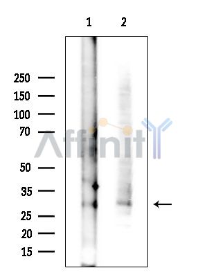 Валидация Affinity DF16031 - 12580
