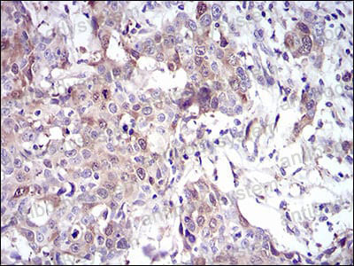 Валидация AntibodySystem RHA19002
