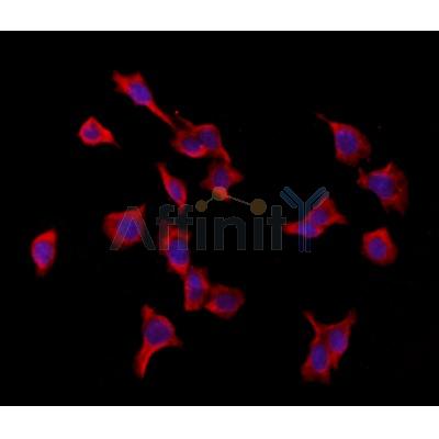 Валидация Affinity DF12013 - 6021