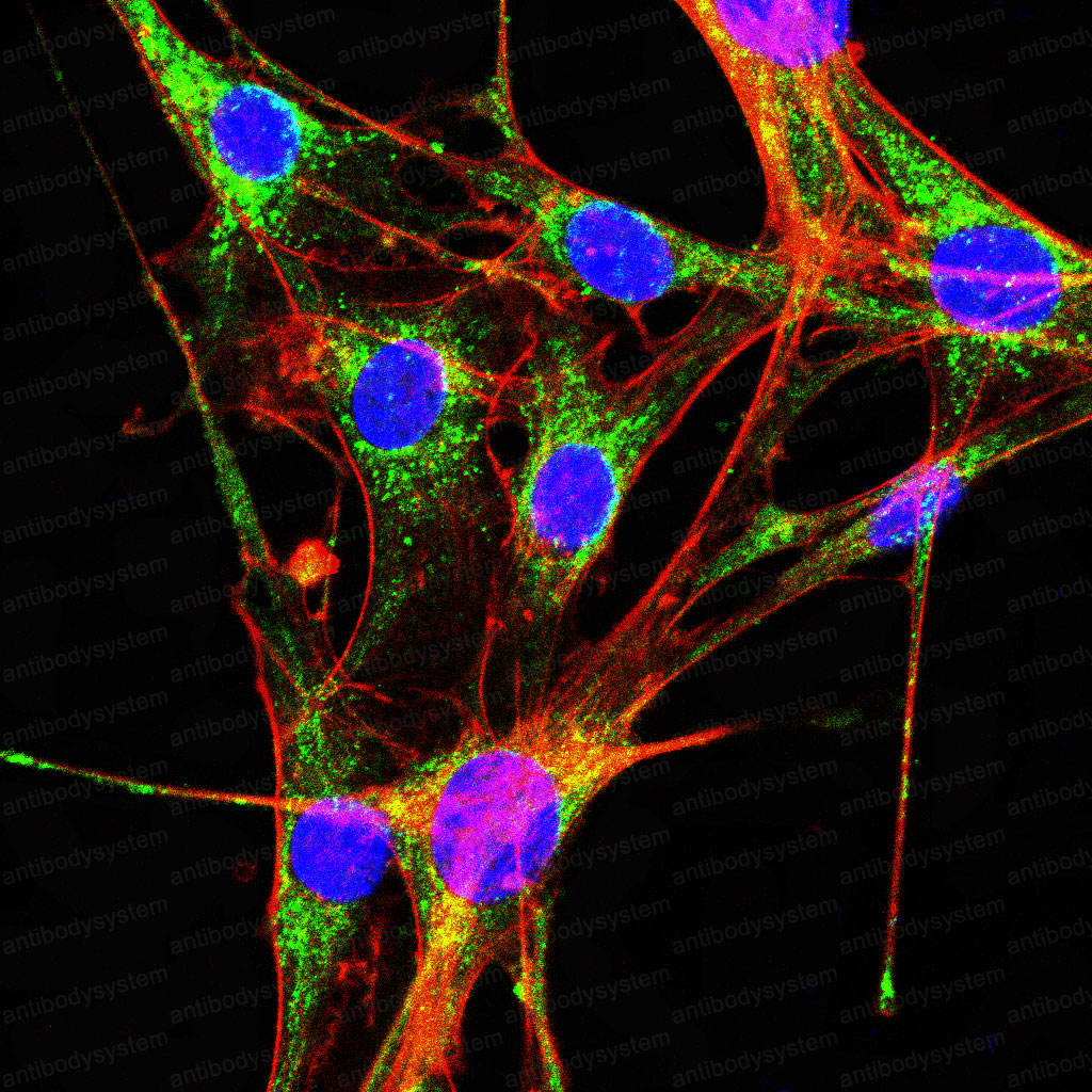 Валидация IF - AntibodySystem RHB76001