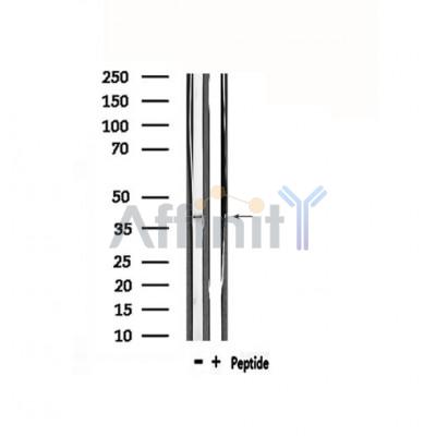Валидация Affinity DF4856 - 16630