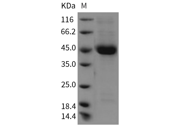 Валидация Elabscience PKSR030226(5584)