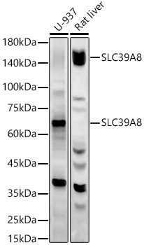 Валидация Elabscience E-AB-92452