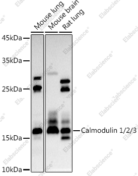 Вестерн-блоттинг, Calmodulin 1/2/3, различные клеточные линии