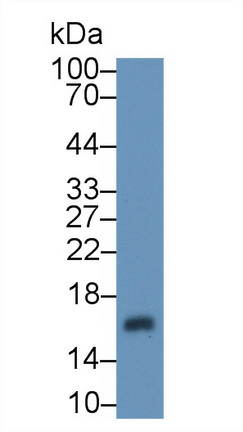 13088