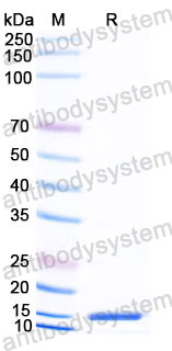 Валидация SDS-PAGE - AntibodySystem RHJ83001