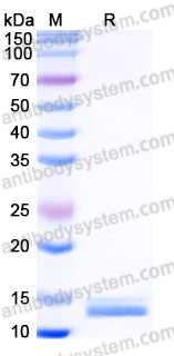 EHH32301, SDS-PAGE