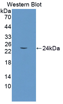 53400
