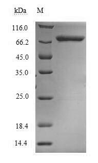 SDS-PAGE