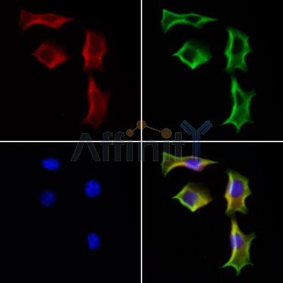 Валидация Affinity DF12090 - 6193