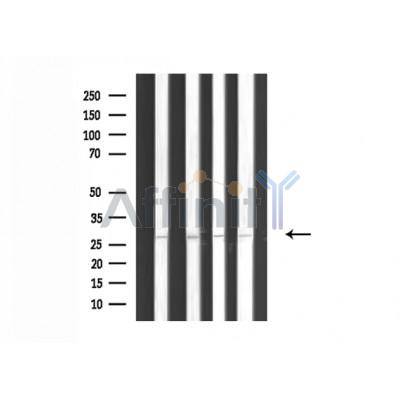 Валидация Affinity DF3089 - 13838