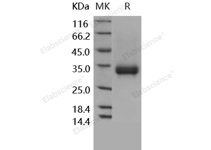 Валидация Elabscience PKSH030292(1238)