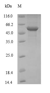 SDS-PAGE