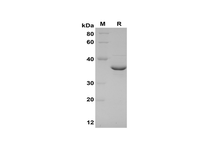 Валидация Elabscience PDEM100174(523)