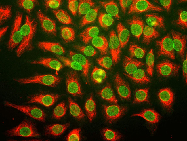 Валидация AssayVector ARM1329(894)