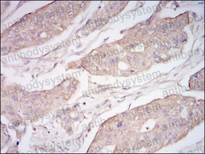 Валидация AntibodySystem RHC33005